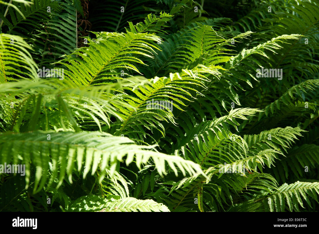 Garden fern hi-res stock photography and images - Alamy