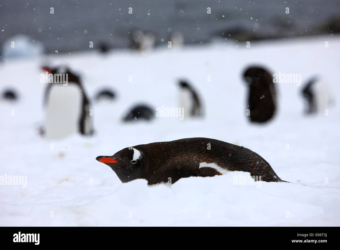 penguin lying down in snow in gentoo penguin colony on cuverville island antarctica Stock Photo