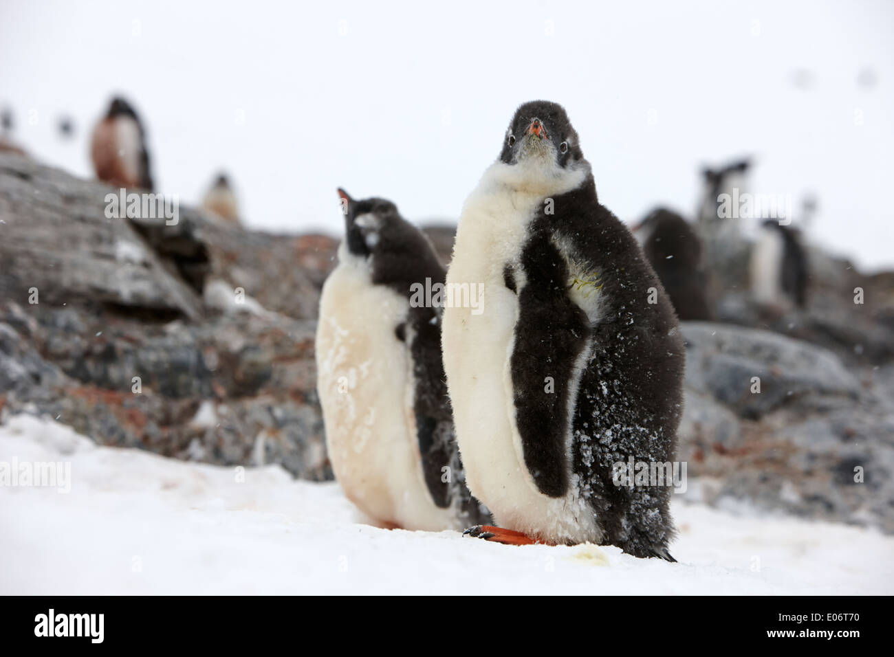 juvenile penguins in gentoo penguin colony on cuverville island antarctica Stock Photo