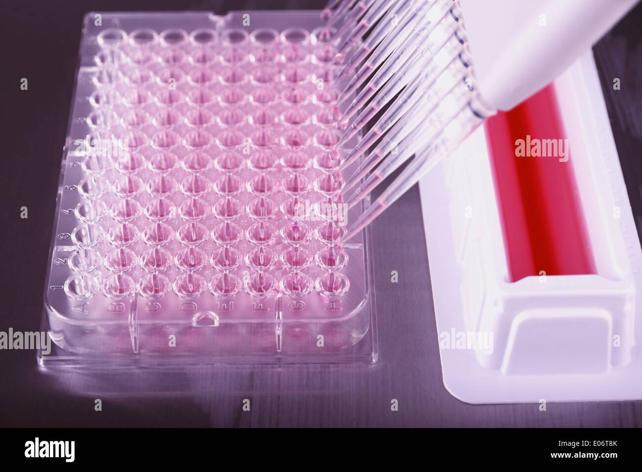 Pipetting with a 12-channel pipette in laboratory, horizontal Stock Photo