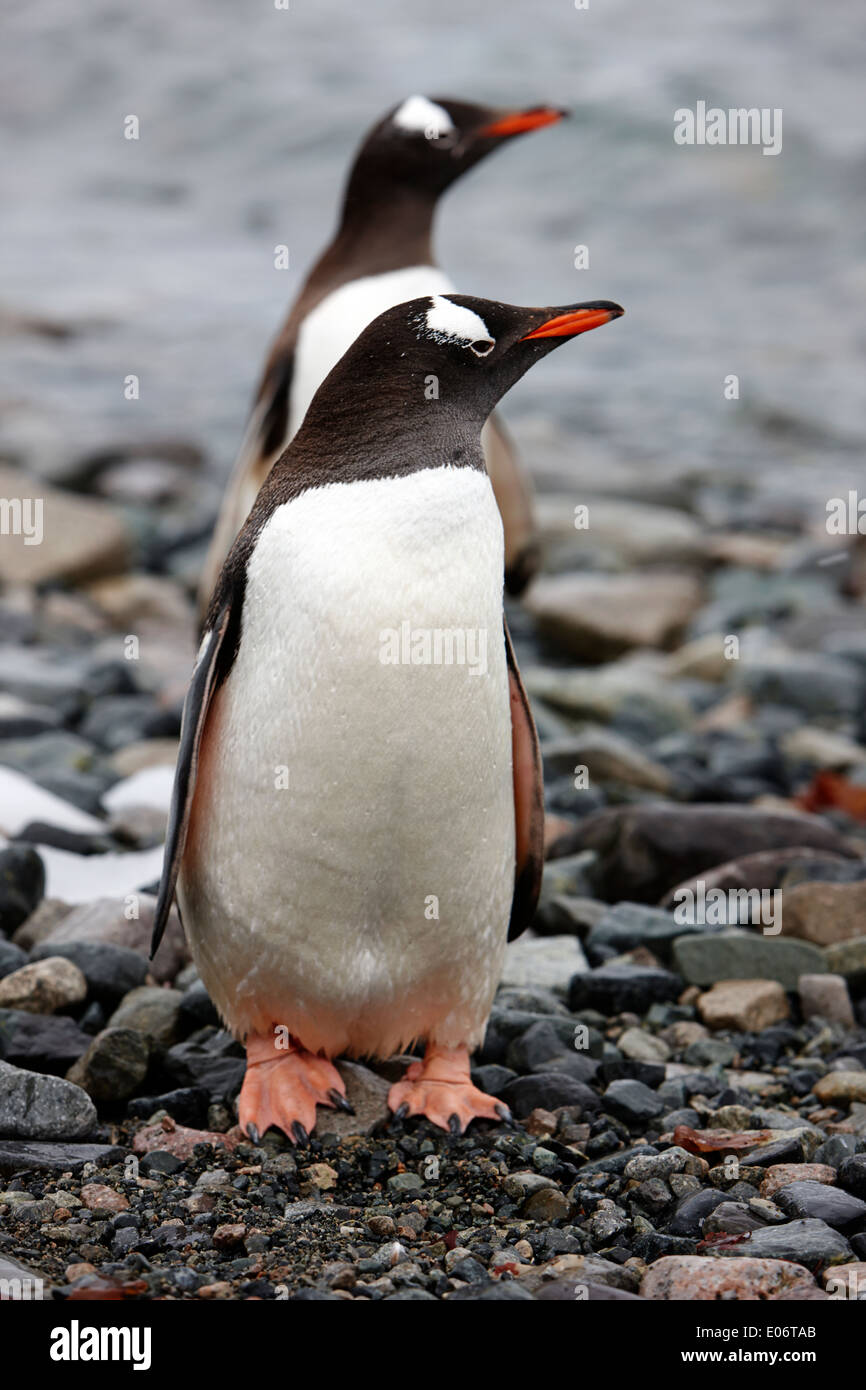 two penguins standing on rocky beach in gentoo penguin colony on cuverville island antarctica Stock Photo