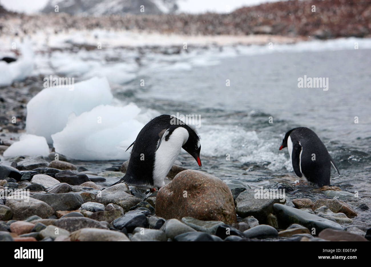 two penguins on rocky beach in gentoo penguin colony on cuverville island antarctica Stock Photo