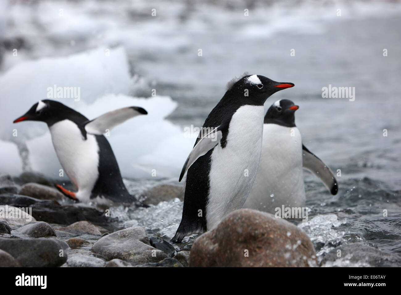 penguins standing on rocky beach and shoreline in gentoo penguin colony on cuverville island antarctica Stock Photo