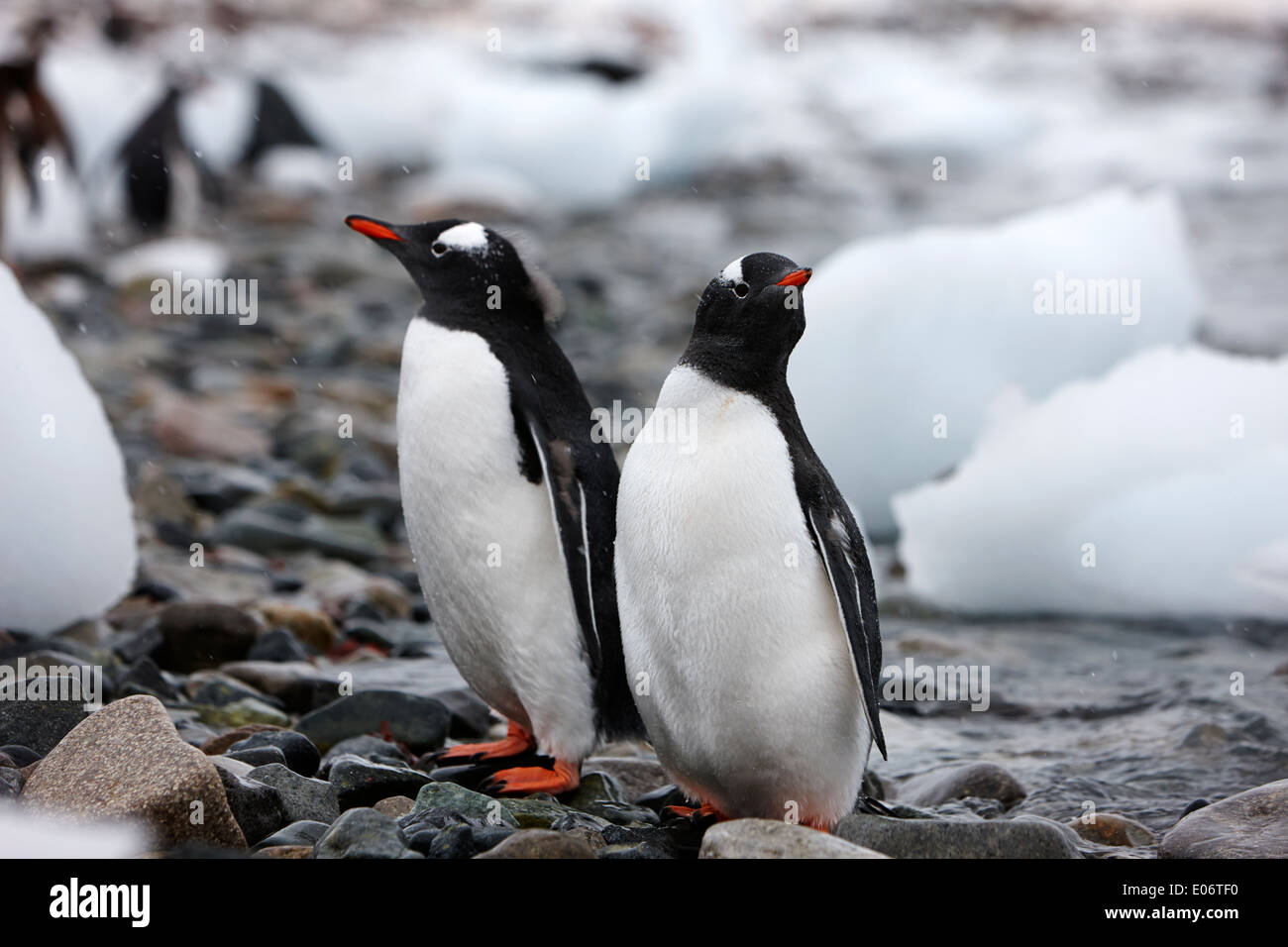 two penguins on rocky beach in gentoo penguin colony on cuverville island antarctica Stock Photo