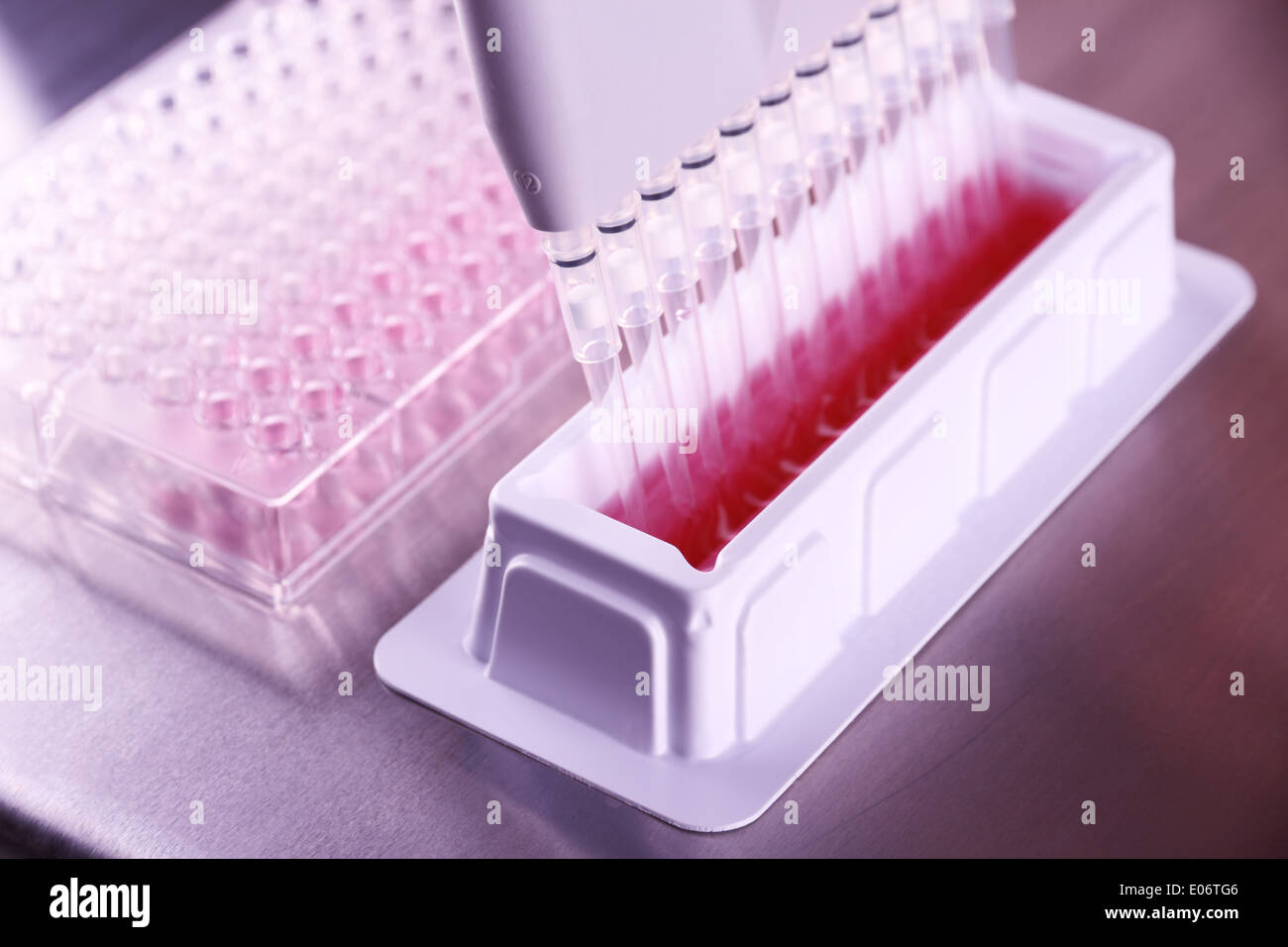 multi pipette in microbiology laboratory, close up Stock Photo Alamy