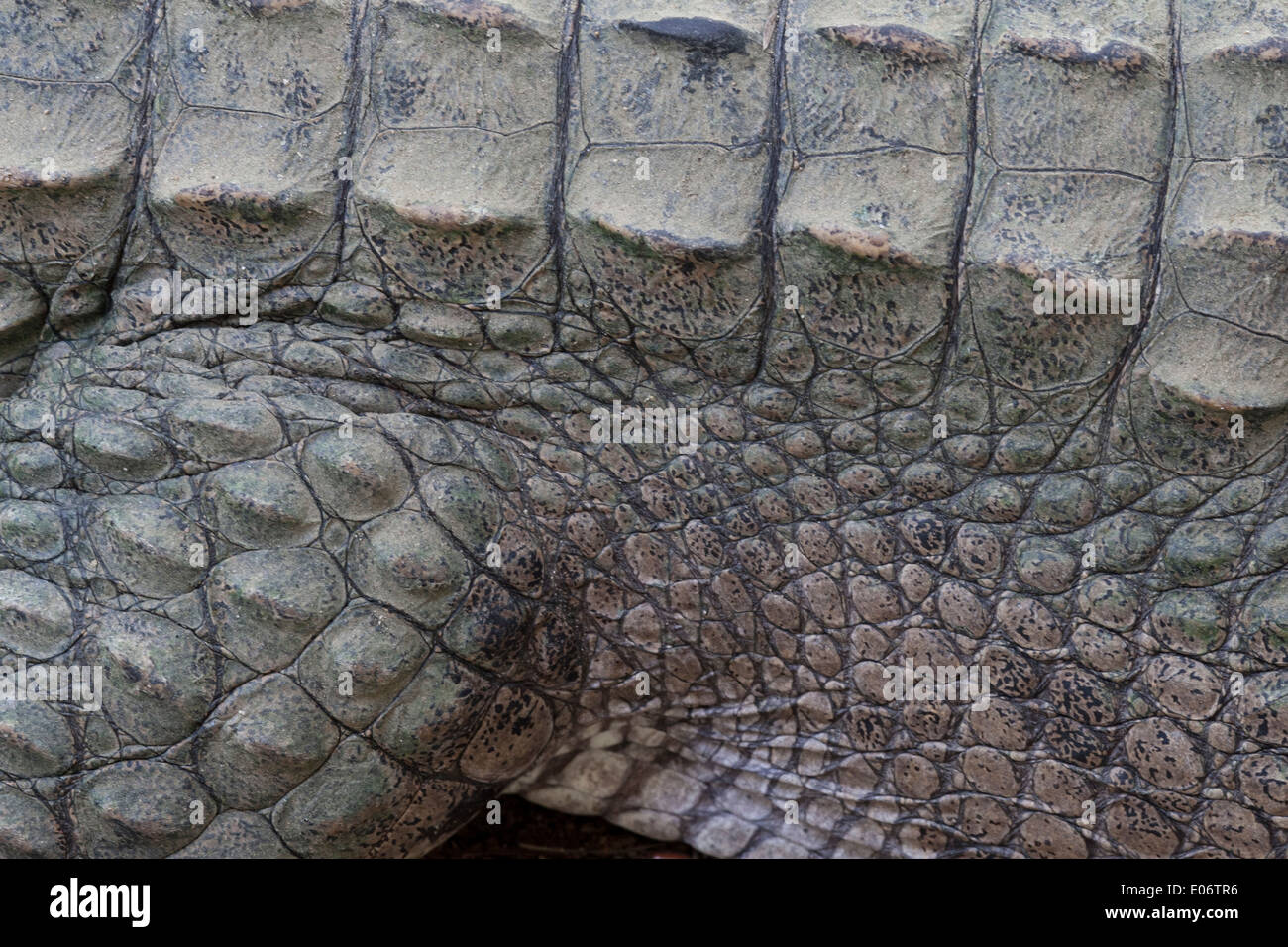 Crocodile close up detail Stock Photo