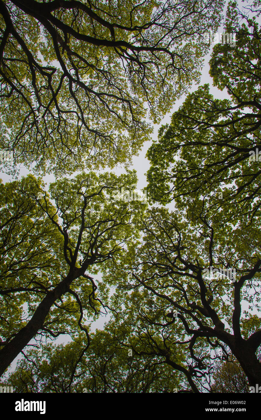 Tree canopy, Uk Stock Photo