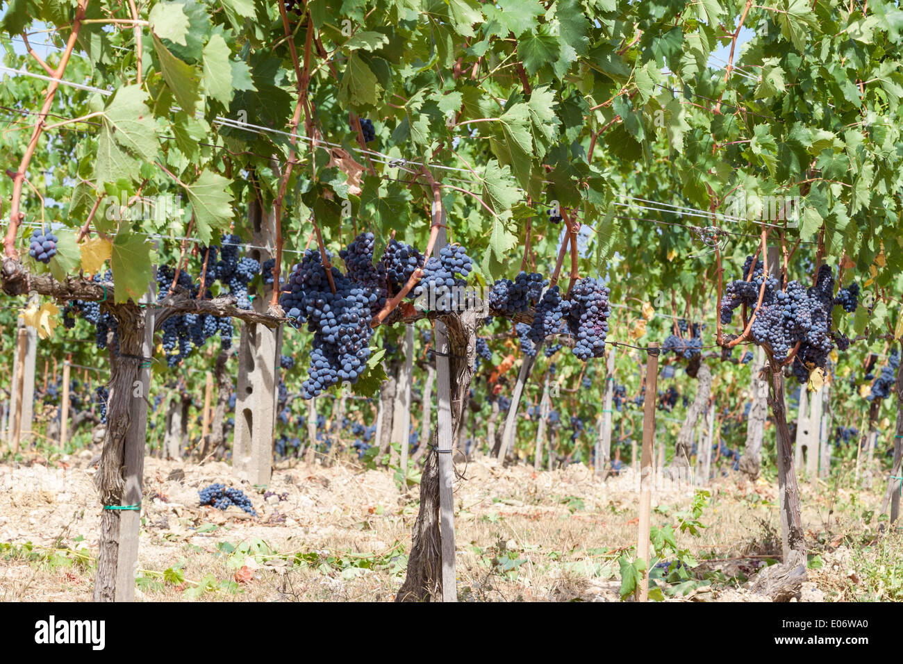 Grape Clusters Grape clusters hi-res stock photography and images - Alamy