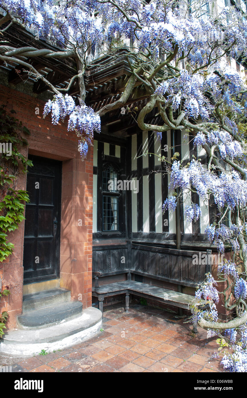 Beautiful wisteria in bloom covering an old mock Tudor wall by a secret sunny bench at the National Trust-owned Wightwick Manor Stock Photo