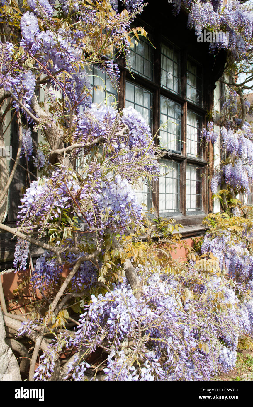 Beautiful wisteria in bloom climbing and covering an old mock Tudor window at the National Trust-owned Wightwick Manor Stock Photo