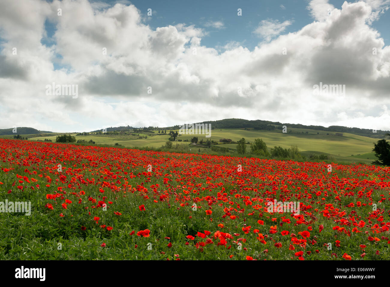 Tuscan Countryside With Poppies High Resolution Stock Photography and ...