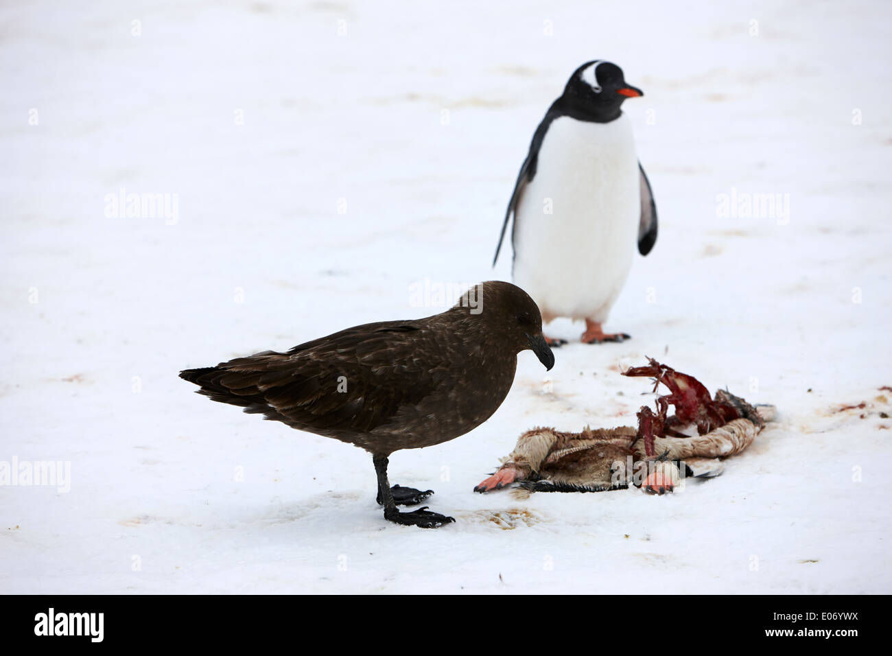 antarctic skua picking over the remains of dead gentoo penguin watched by another penguin on cuverville island antarctica Stock Photo