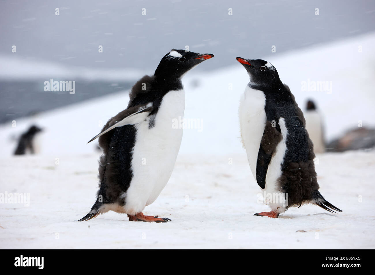 juvenile young penguins with moulting downy feathers in gentoo penguin colony on cuverville island antarctica Stock Photo