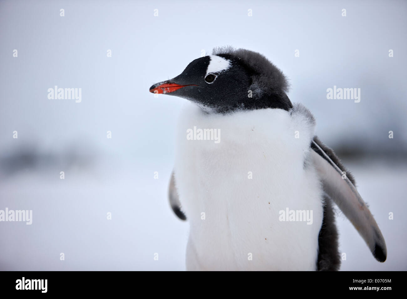 juvenile penguin shedding downy feathers in gentoo penguin colony on cuverville island antarctica Stock Photo