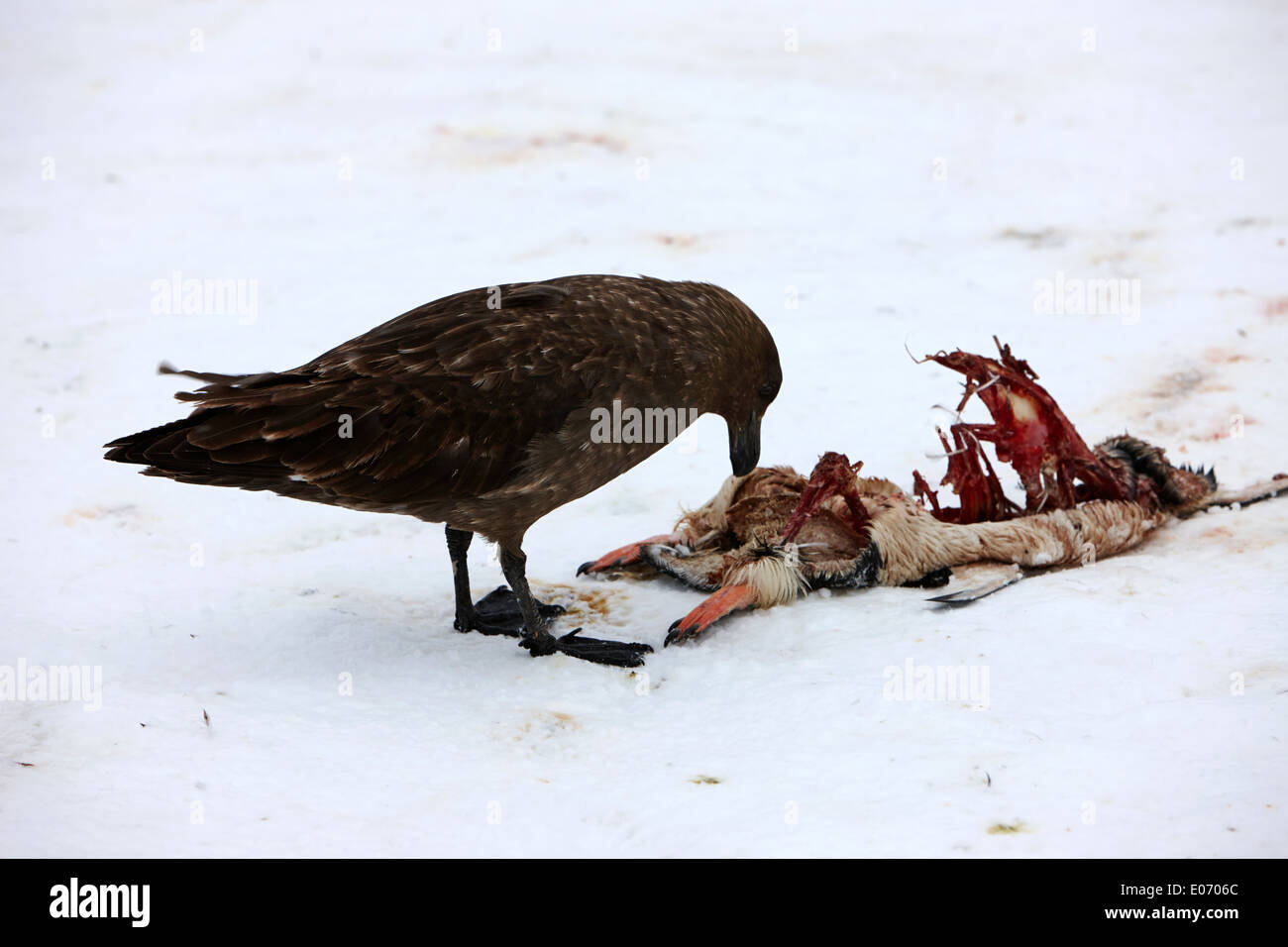 antarctic skua picking over the remains of dead gentoo penguin on cuverville island antarctica Stock Photo