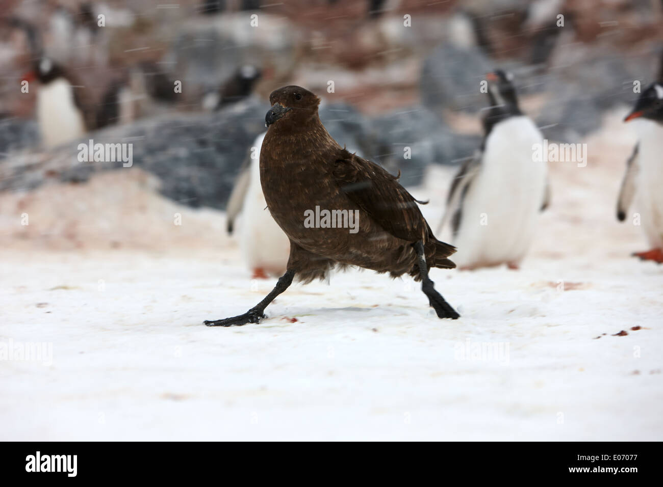 brown antarctic skua walking through penguin colony on cuverville island antarctica Stock Photo