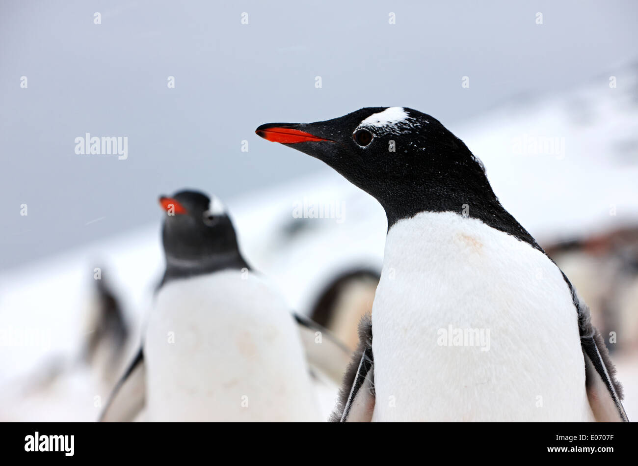 penguin in gentoo penguin colony on cuverville island antarctica Stock Photo