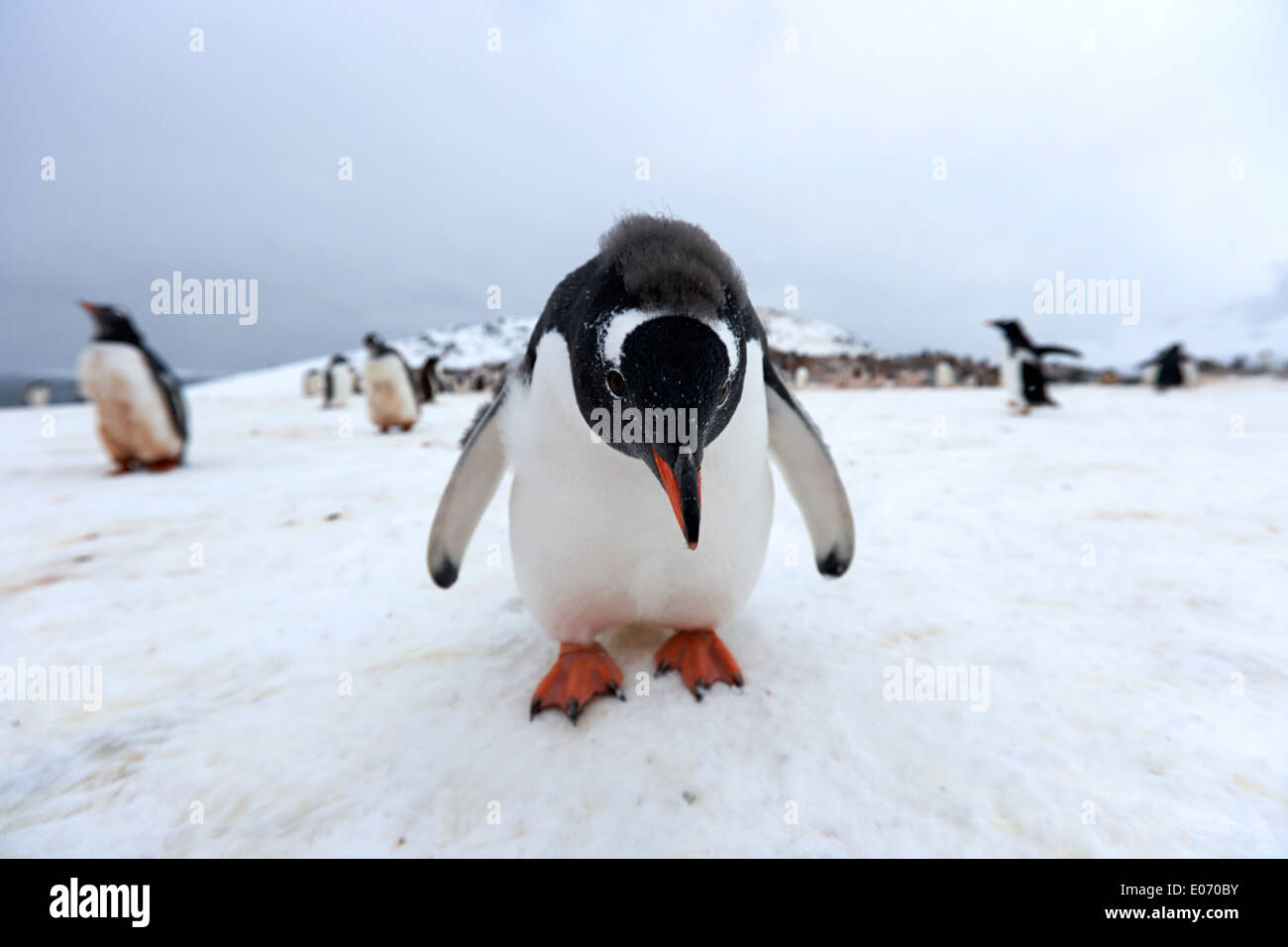 curious young juvenile penguin in gentoo penguin colony on cuverville island antarctica Stock Photo