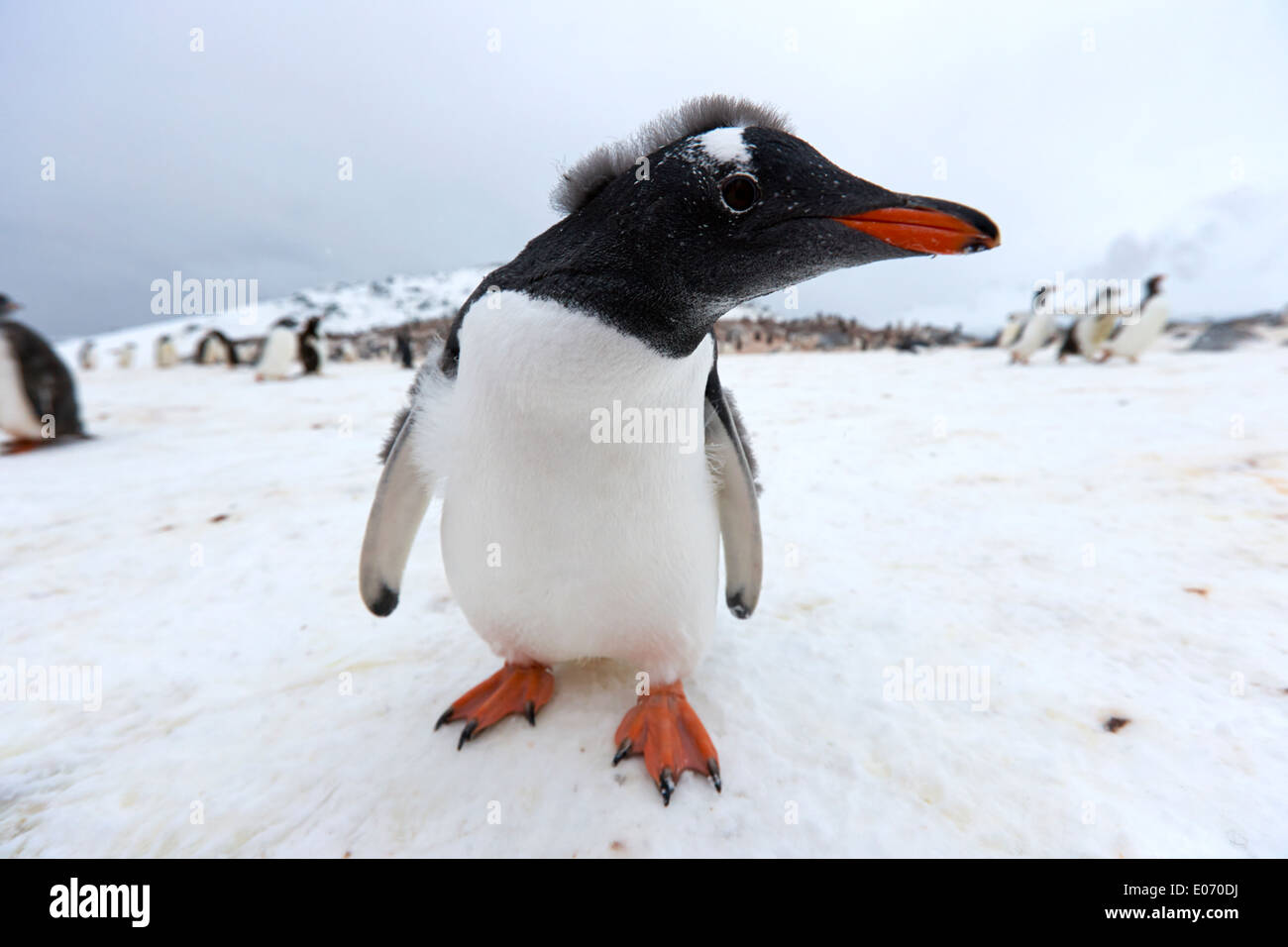 penguin in gentoo penguin colony on cuverville island antarctica Stock Photo