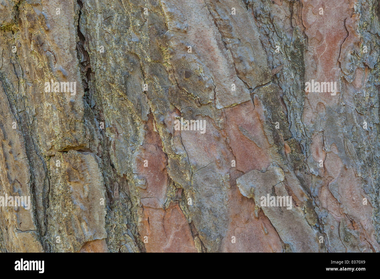 Tree Bark Background for wallpaper or art Stock Photo - Alamy