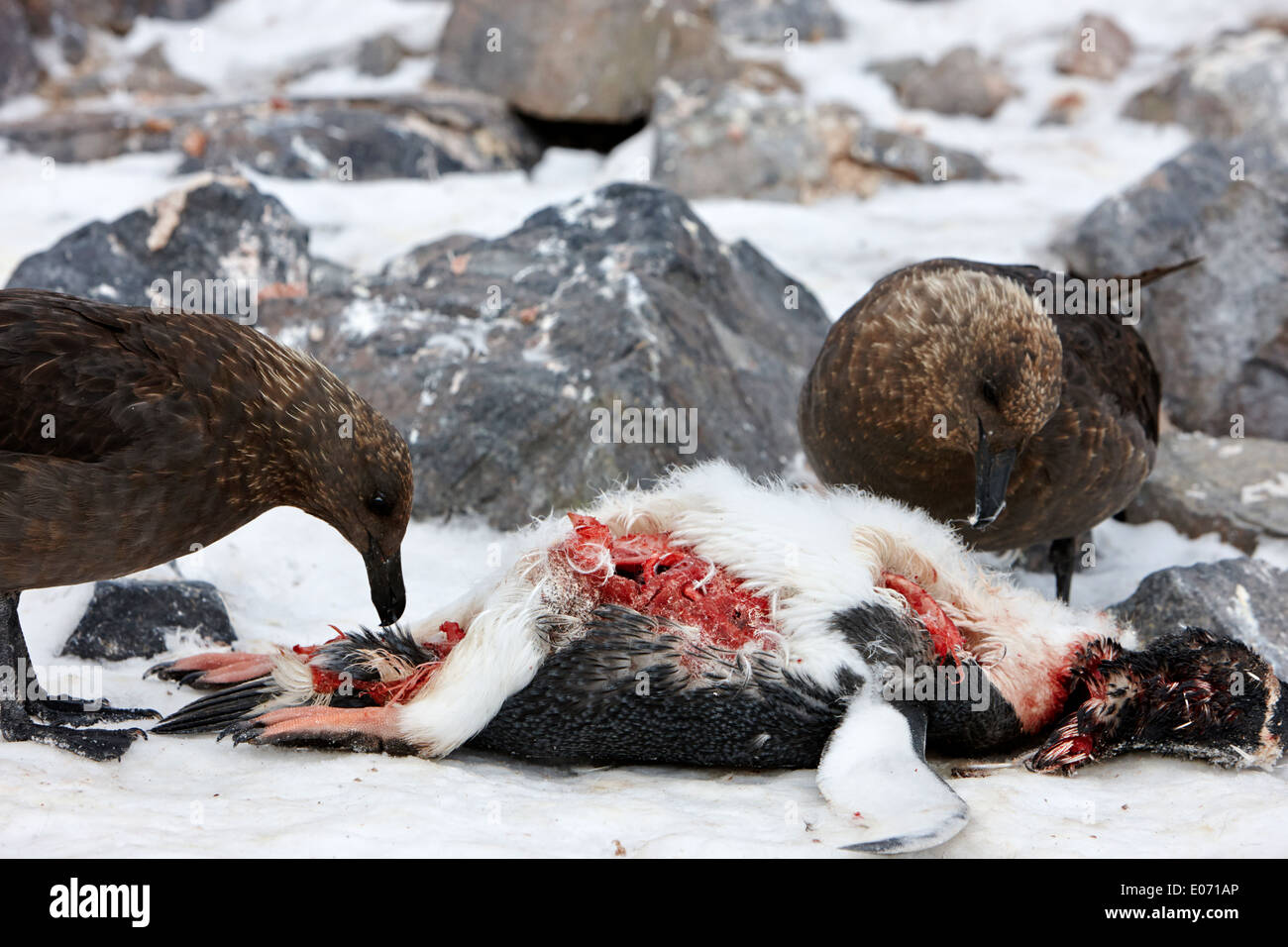 two antarctic skua picking over the remains of dead gentoo penguin neko harbour antarctica Stock Photo