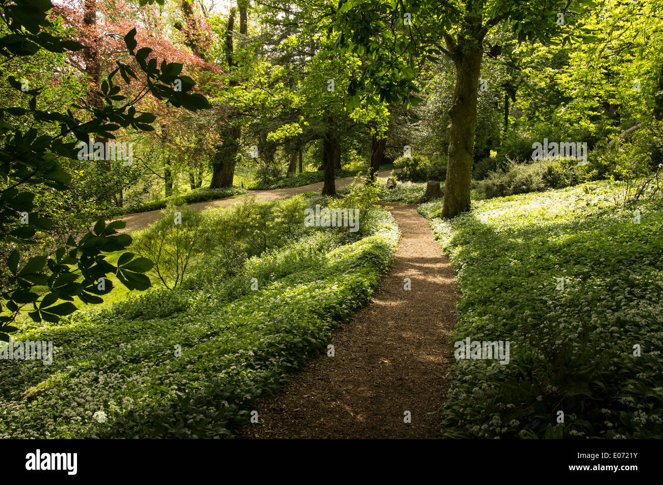 Woodland exploration path hi-res stock photography and images - Alamy