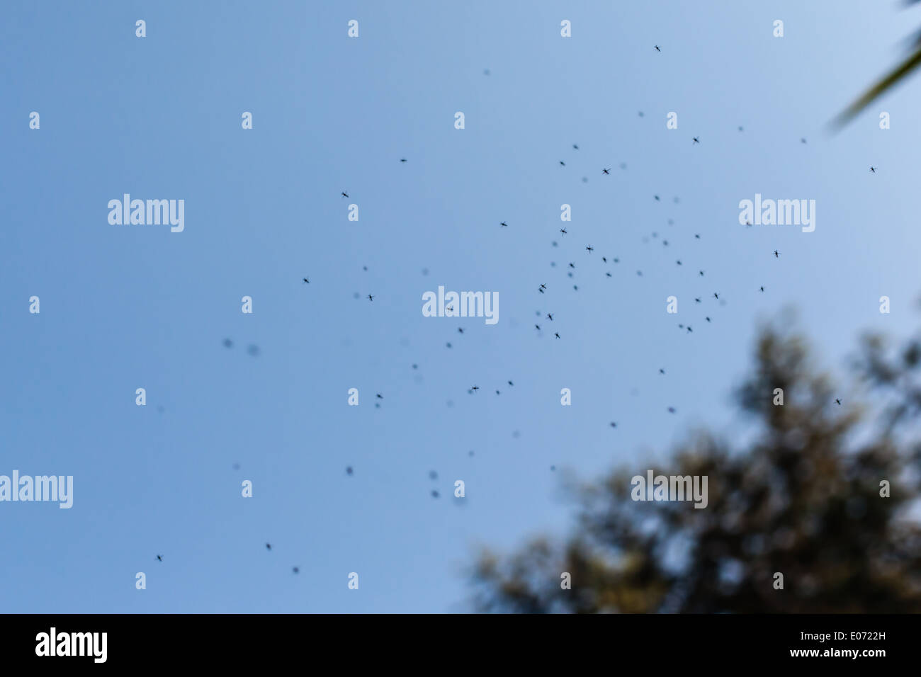 Pesky mosquito hires stock photography and images Alamy