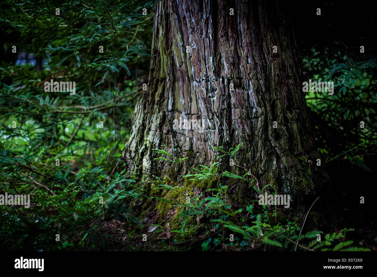 a big tree trunk with green sprouts and branches in a wood Stock Photo