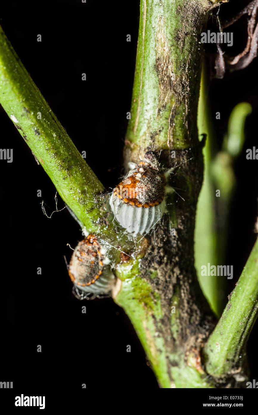 macro shot of a cochineal colony over a citrus branch Stock Photo