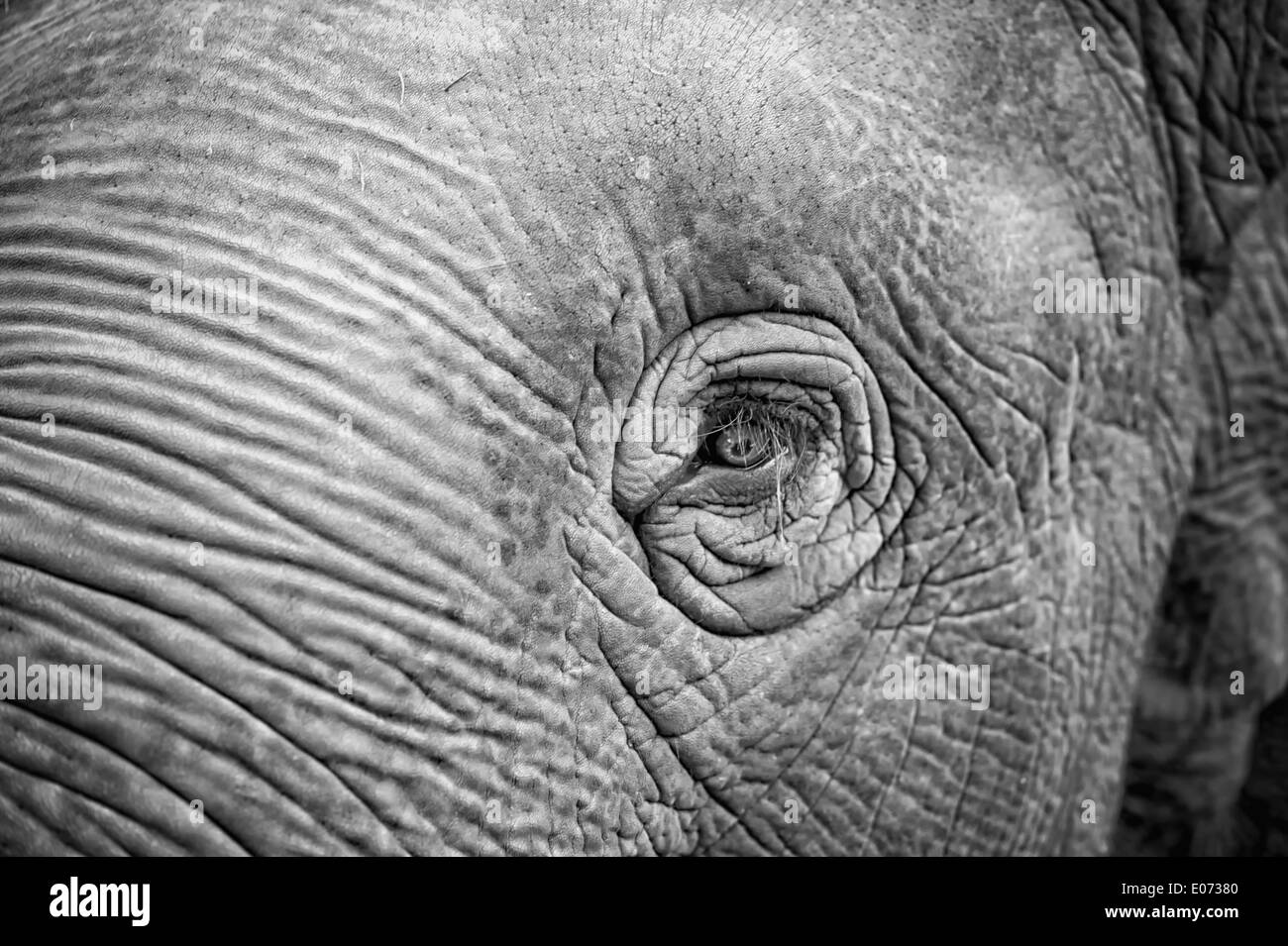 black and white Elephant eye Stock Photo