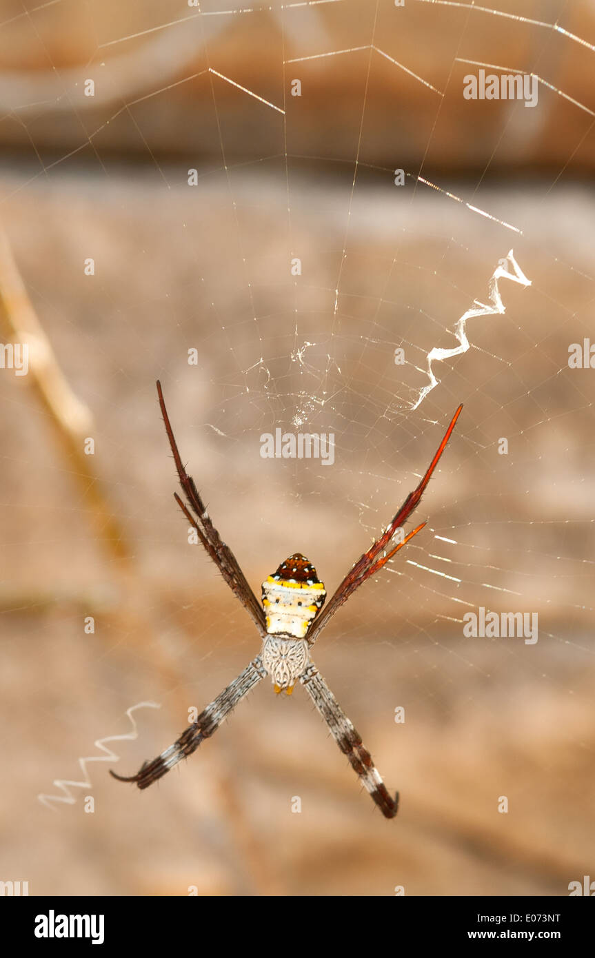 St Andrew's Cross Spider at Prince Frederick Harbour, the Kimberley, Western Australia, Australia Stock Photo