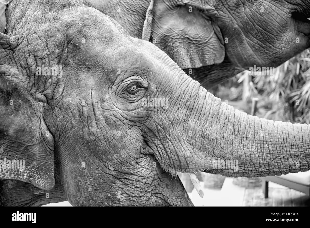black and white Asian elephants face and eyes Stock Photo Alamy