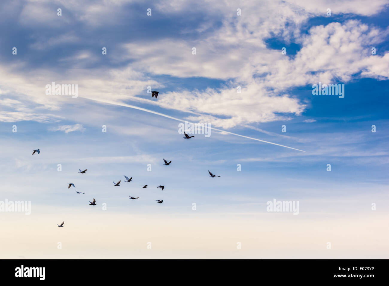 a flock of common birds flying together over a blue and cloudy sky