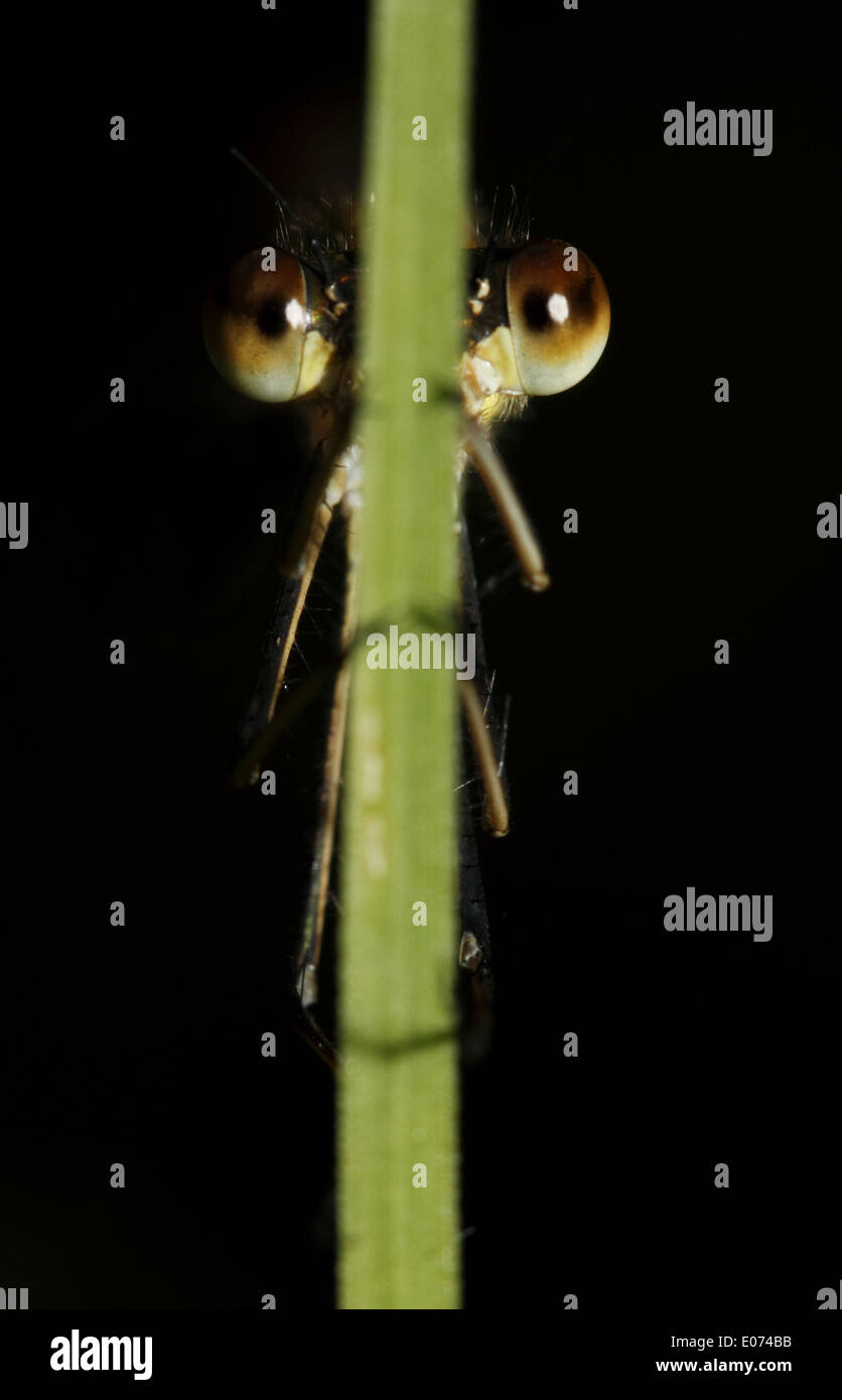Australia insect damselfly hi-res stock photography and images - Alamy
