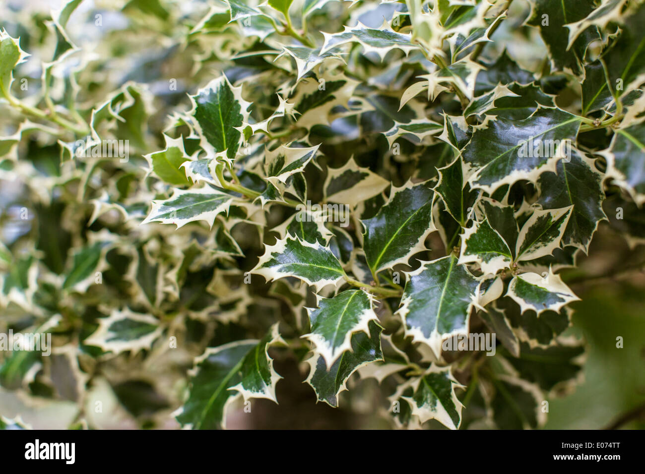macro shot of a holly bush with a lot of green leaves and no berries Stock Photo