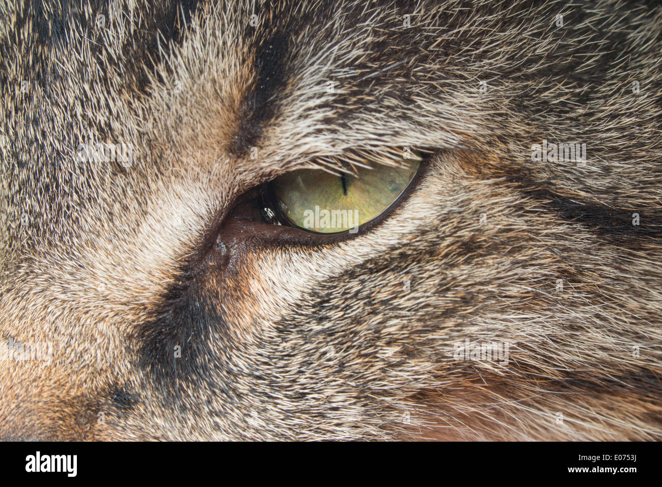 Cat's eye up close Stock Photo Alamy