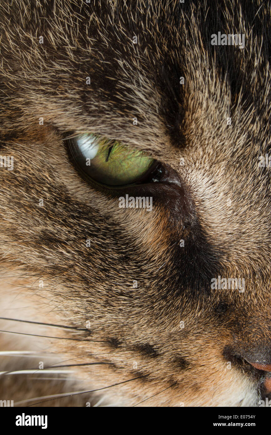 Cat's eye up close Stock Photo Alamy