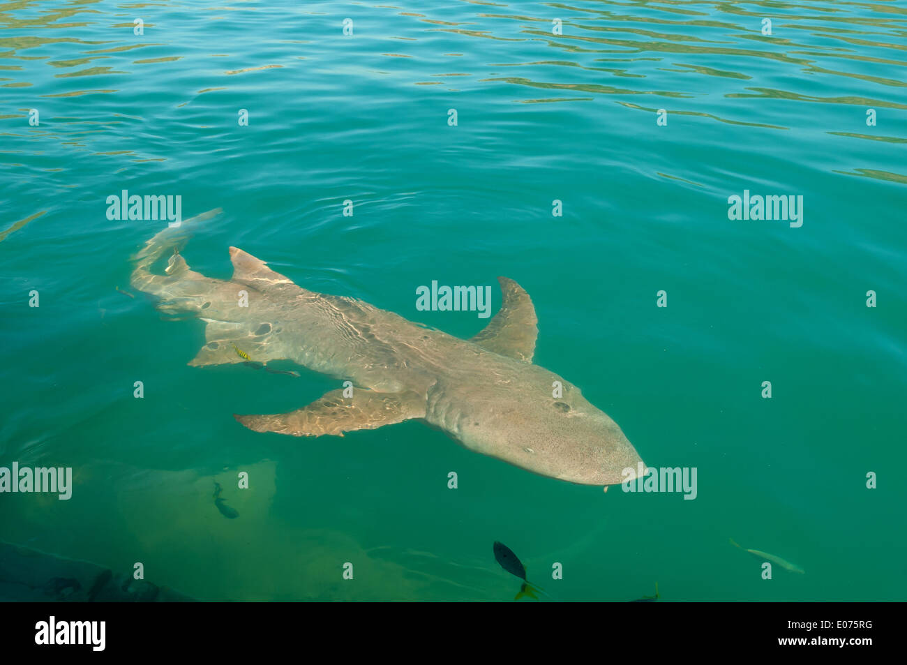 Tawny Nurse Shark in Talbot Bay, the Kimberley, Western Australia Stock