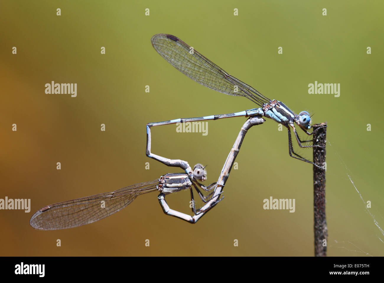 Metallic Ringtail damselfly Austrolestes cingulatus Stock Photo - Alamy