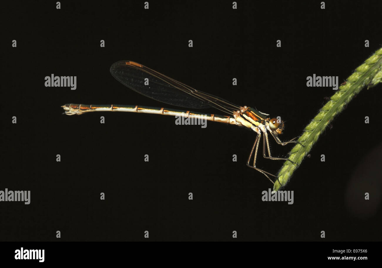 Metallic Ringtail damselfly Stock Photo - Alamy