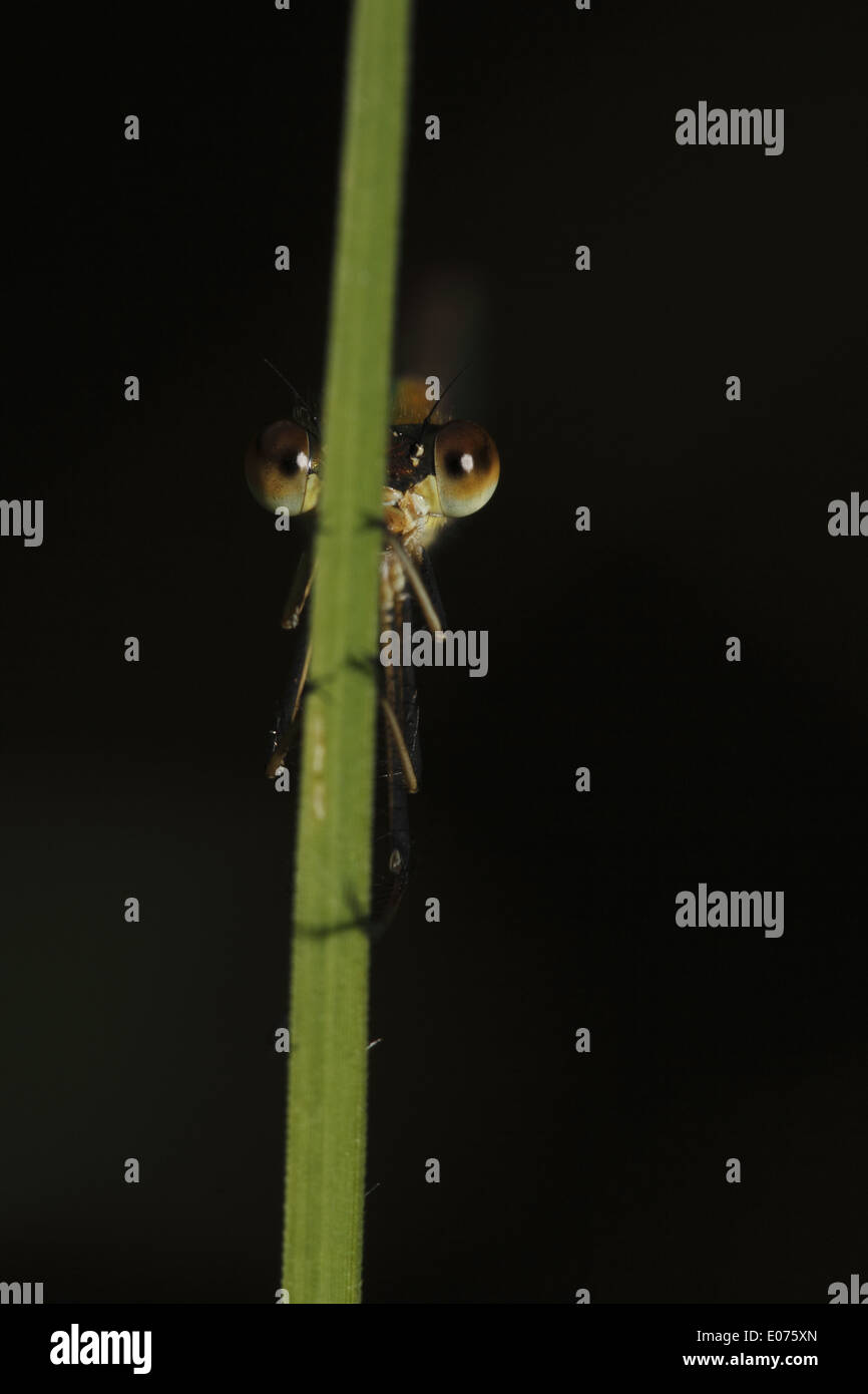 Metallic Ringtail damselfly Stock Photo
