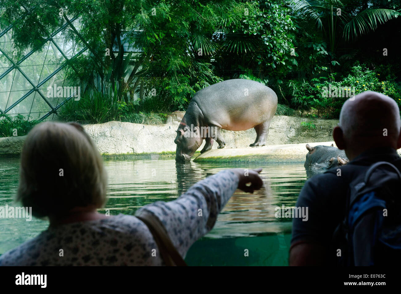 A lady pointing at the hippos in Berlin Zoo Stock Photo