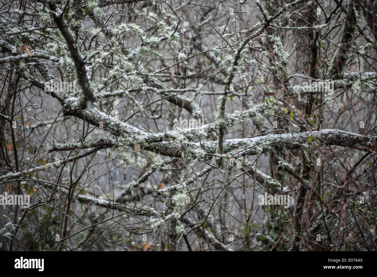 tree branches covered with lichens and moss Stock Photo