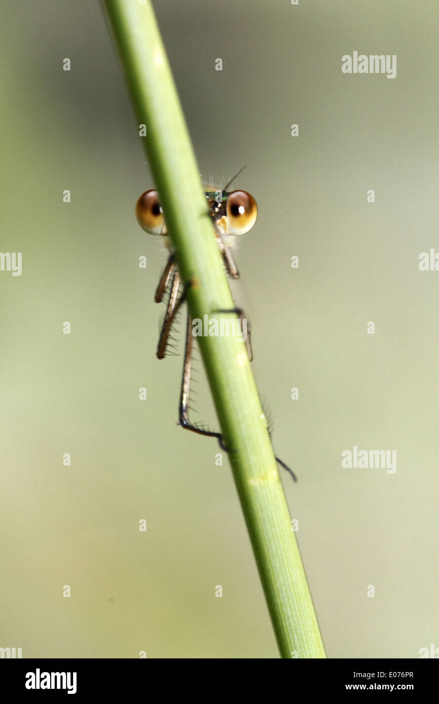 Metallic Ringtail damselfly Stock Photo - Alamy