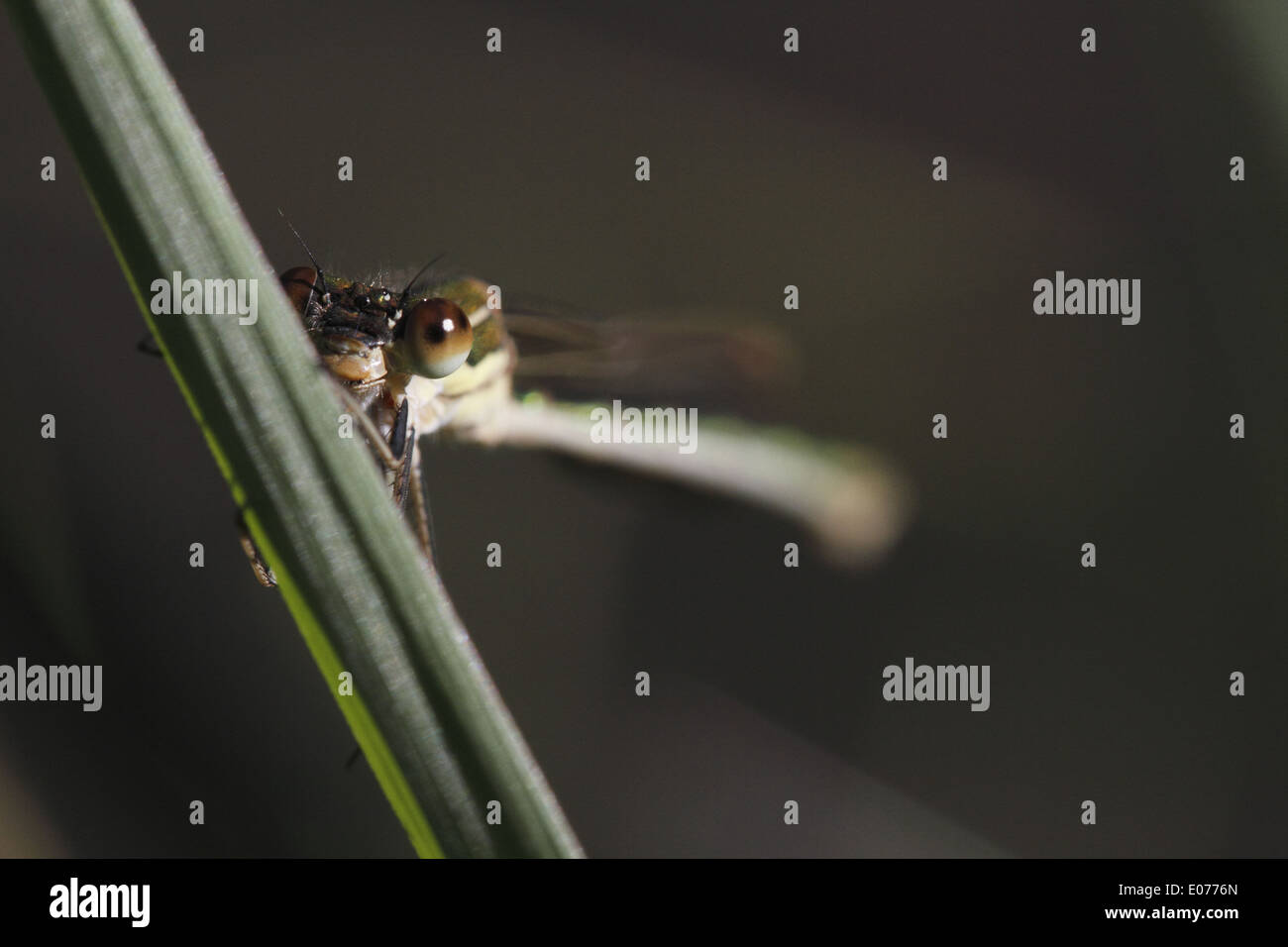 Metallic Ringtail damselfly Stock Photo - Alamy