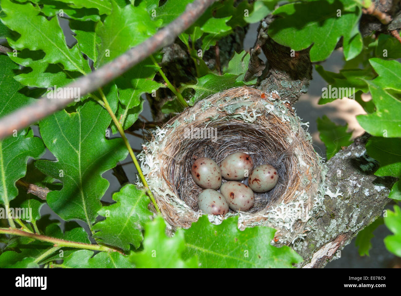 Bird nest with eggs on a tree Stock Photo