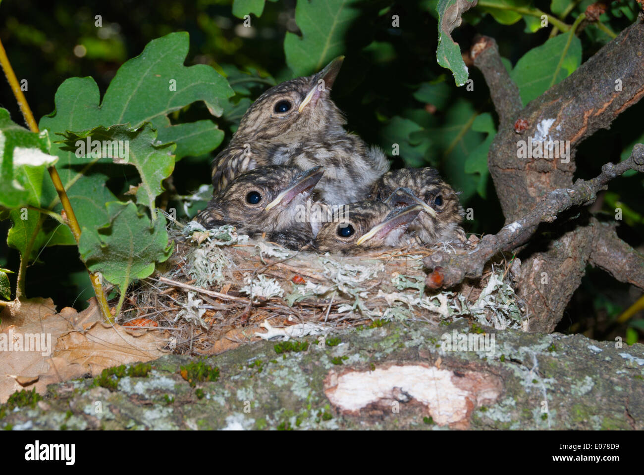 Flycatcher bird nestling hires stock photography and images Alamy