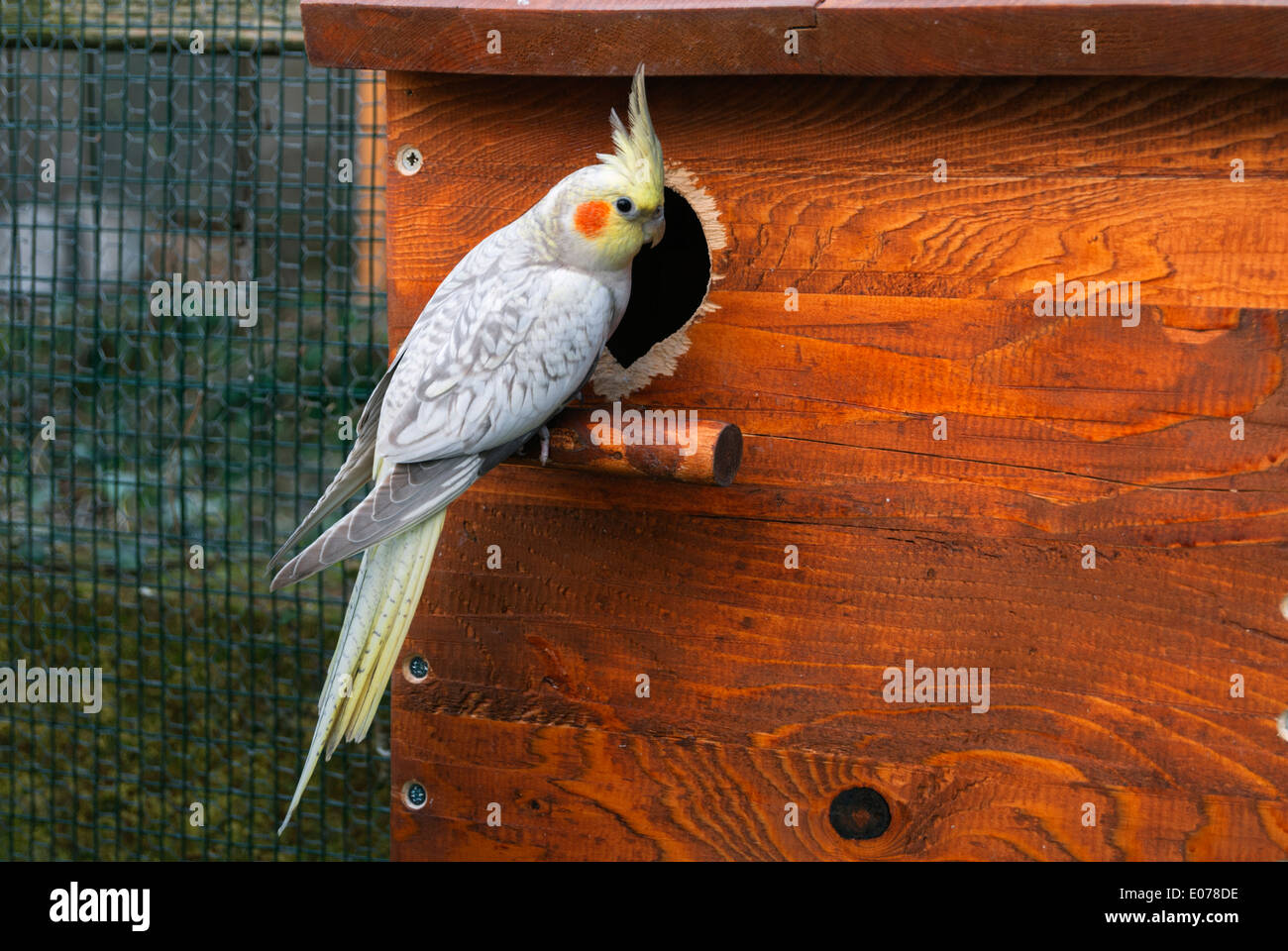 Cockatiel bird and nest box Stock Photo Alamy