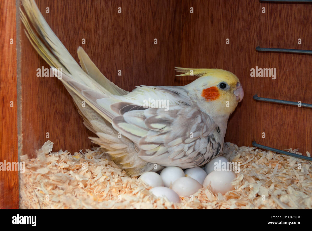 pet bird nest