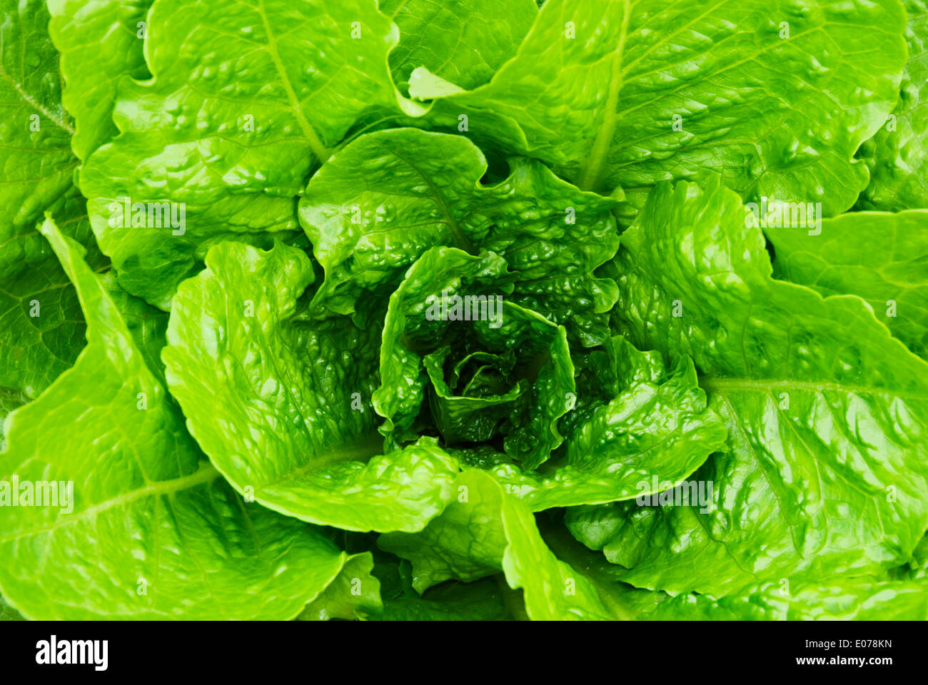 fresh lettuce leaves and heart Stock Photo